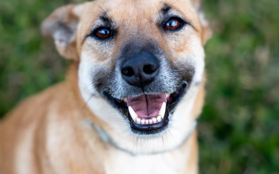 A smiling tan dog