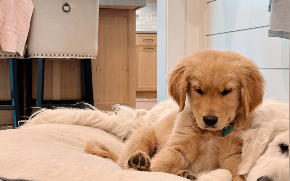 A golden retriever puppy on a soft bed