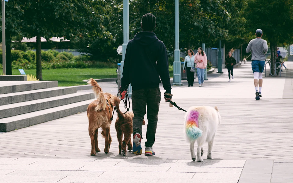 A volunteer walking three dogs in a park