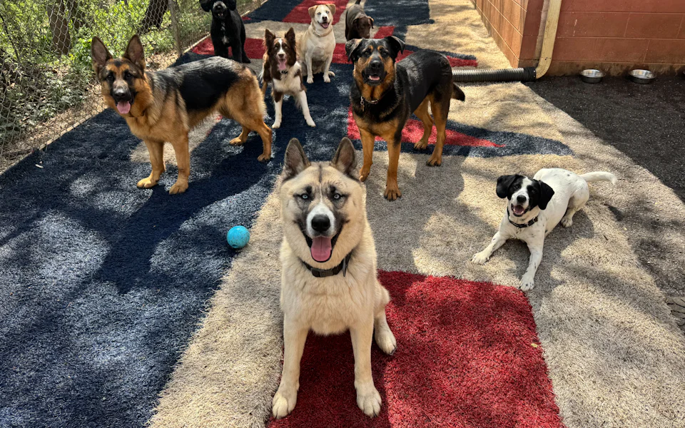 A group of happy dogs in a fenced play yard