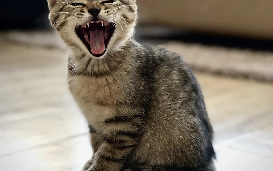 A tabby kitten yawning on a wooden floor