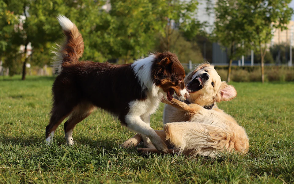 Two dogs playing together on a grassy field