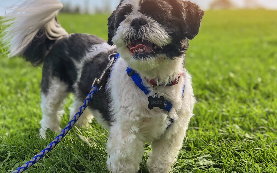 A small shaggy dog on a leash in the grass