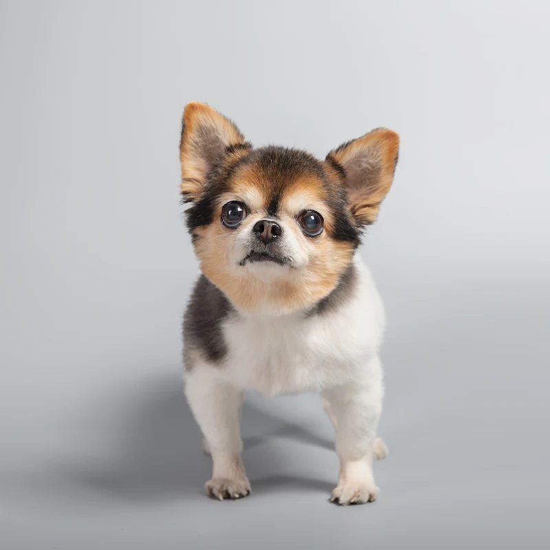 A small chihuahua mix on a gray background