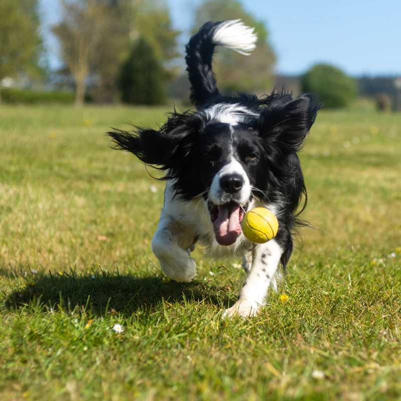 A black and white puppy running with a ball
