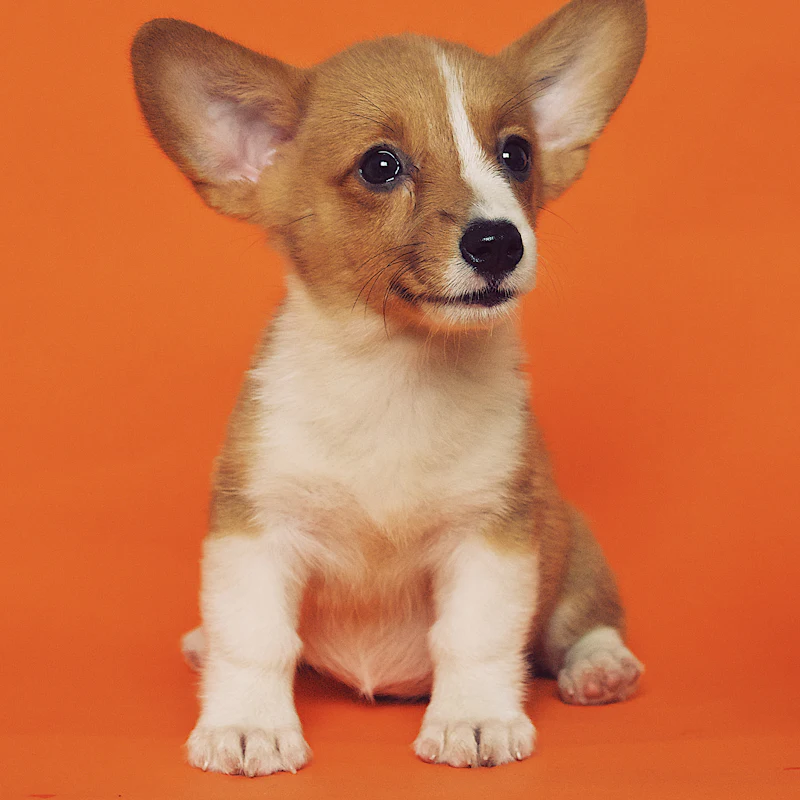 A corgi puppy sitting in front of an orange wall