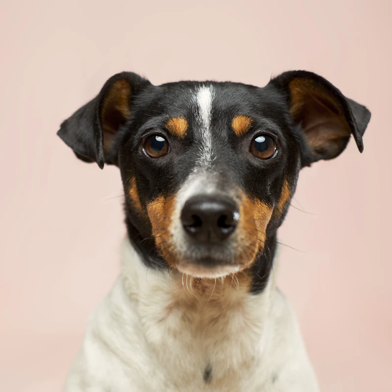 A Jack Russell terrier on a pink background