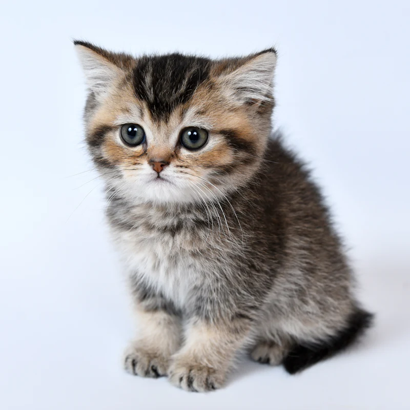 A tabby kitten on a white background