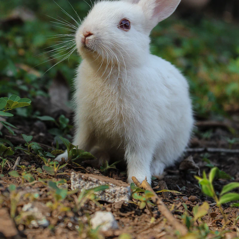 A white rabbit sitting in the grass