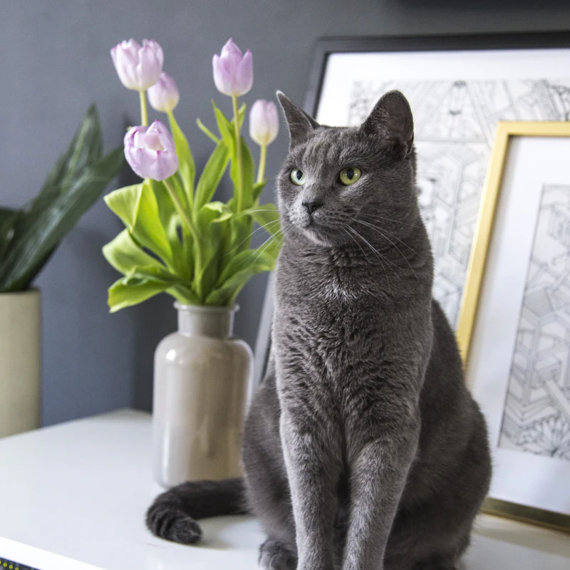 A gray cat sitting beside a vase of tulips