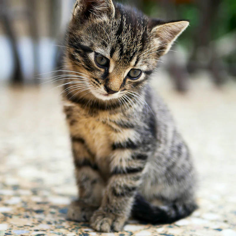 A tabby kitten sitting on a floor