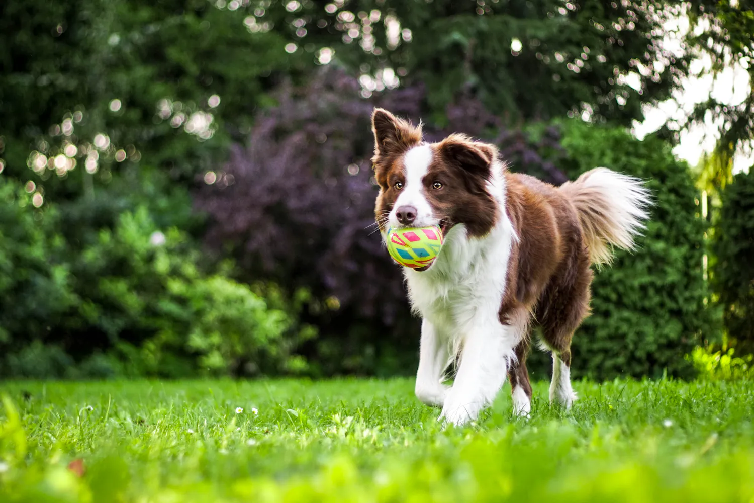 A border collie running across the grass with a ball