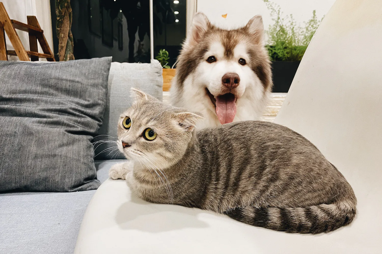 A smiling husky and a tabby cat resting together on a white couch
