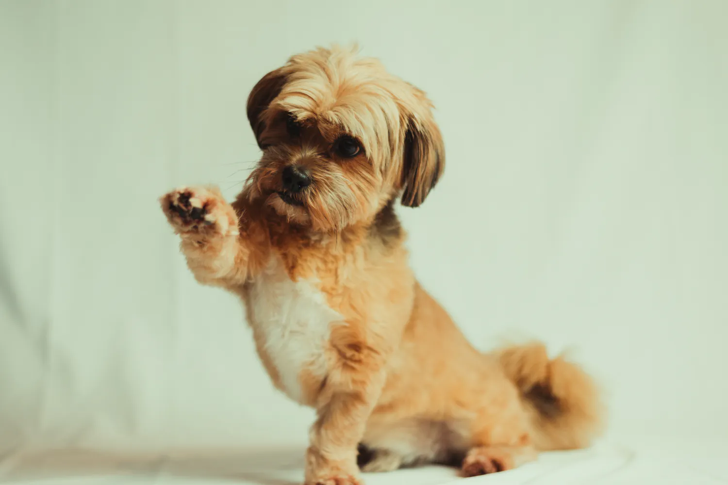 A small shaggy dog holding up one paw