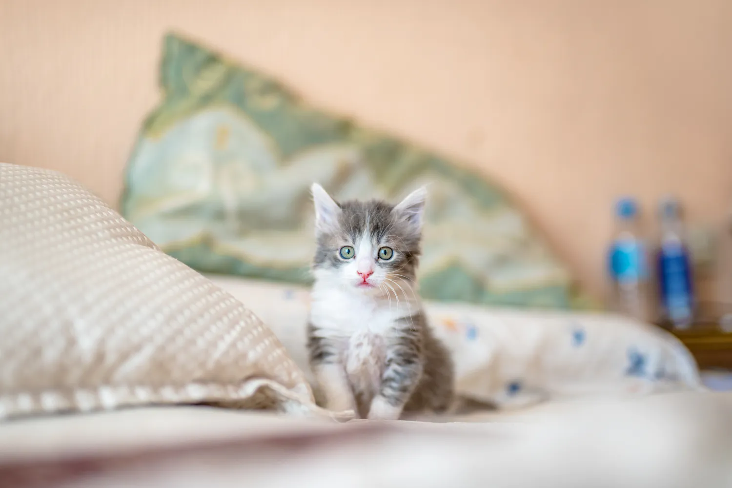 A tiny kitten sitting on a bed
