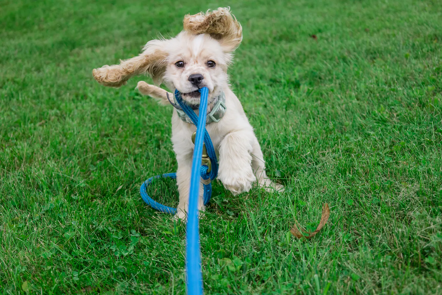A fluffy dog running on the grass with a blue leash