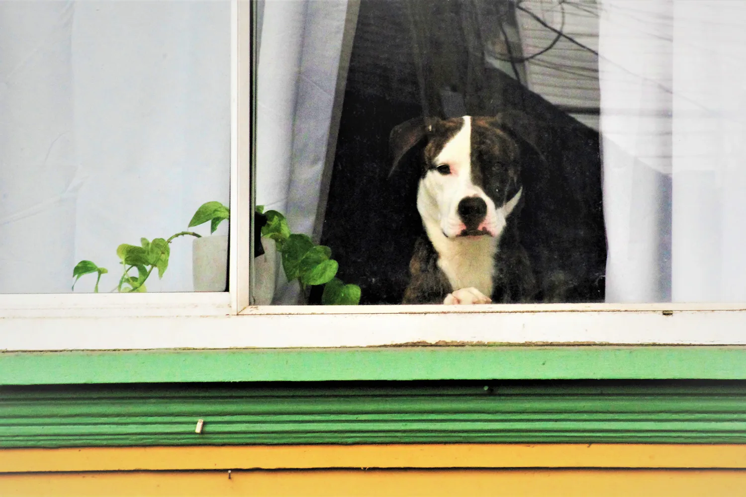 A dog looking out of a window