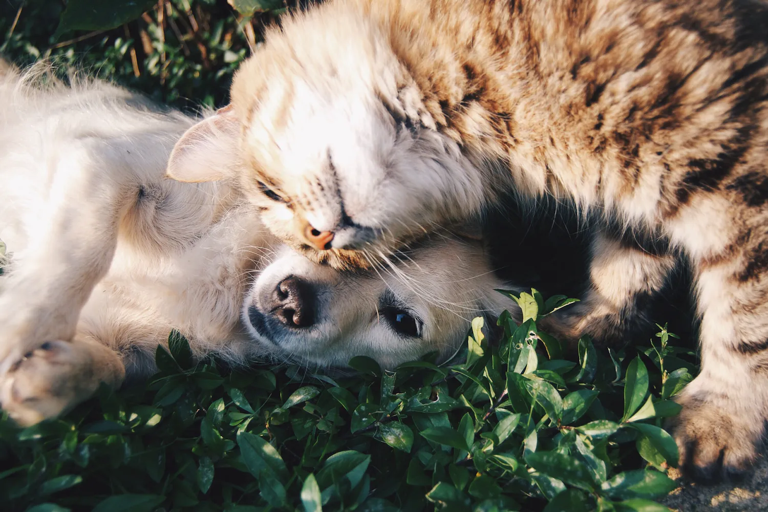 A white dog and a gray cat cuddling in the grass