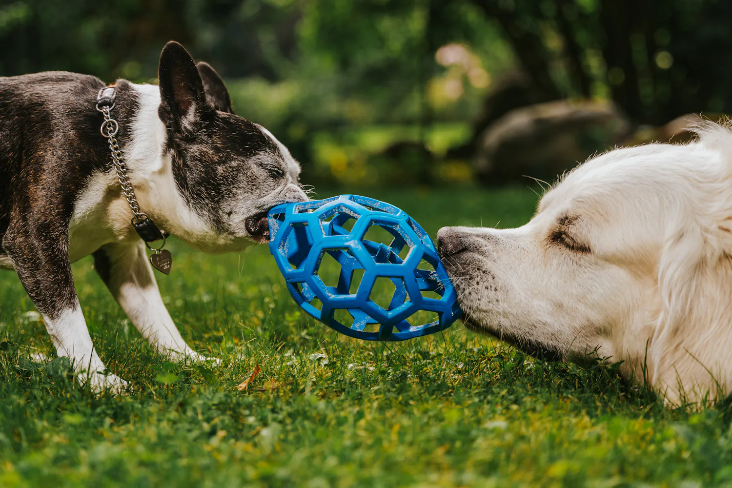Two dogs playing tug with a blue toy on the grass