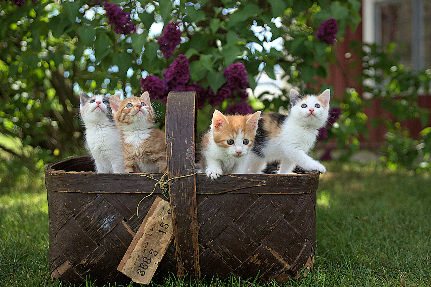 Four kittens peeking out of a basket in a garden