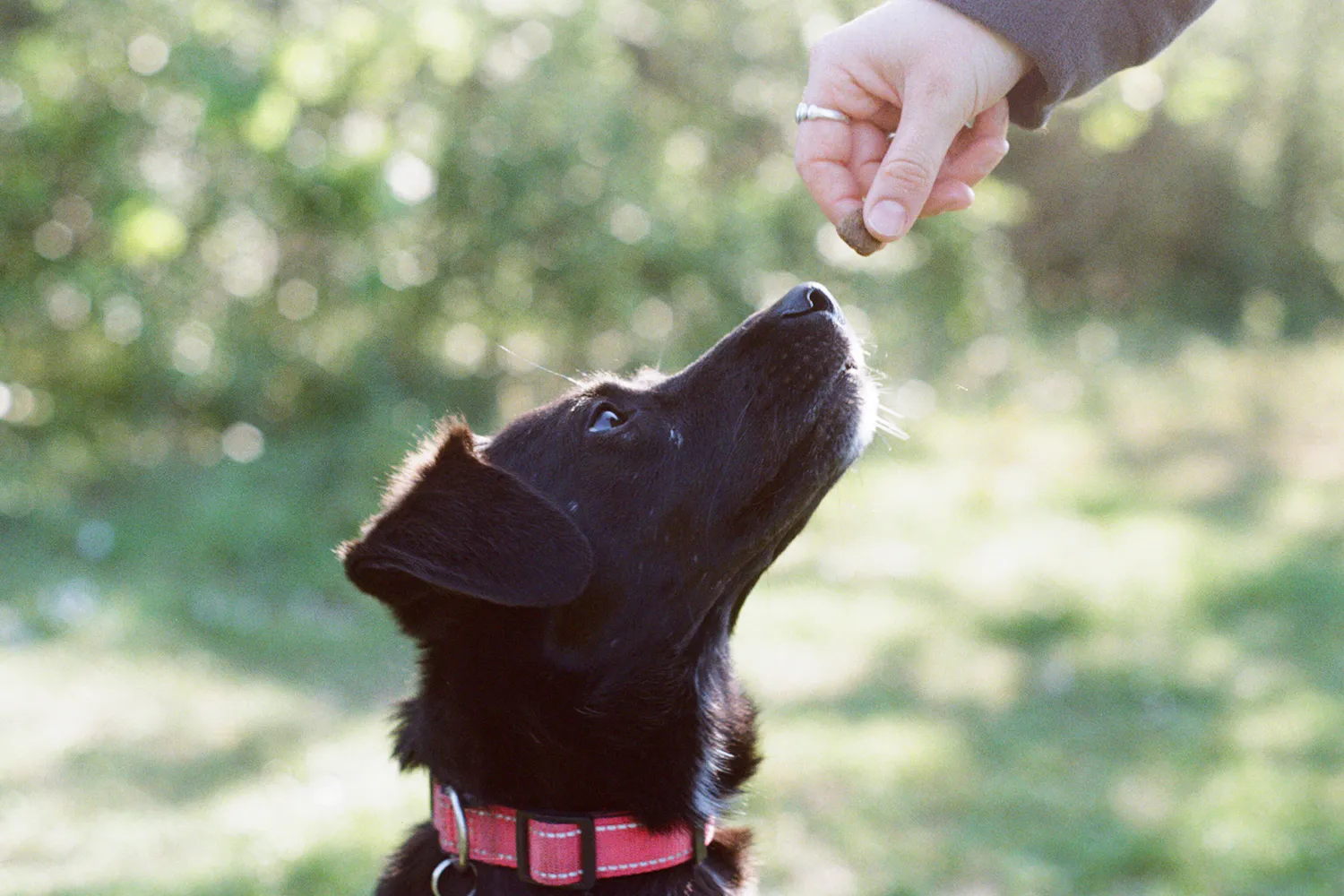 A black dog looking up at a hand holding a treat