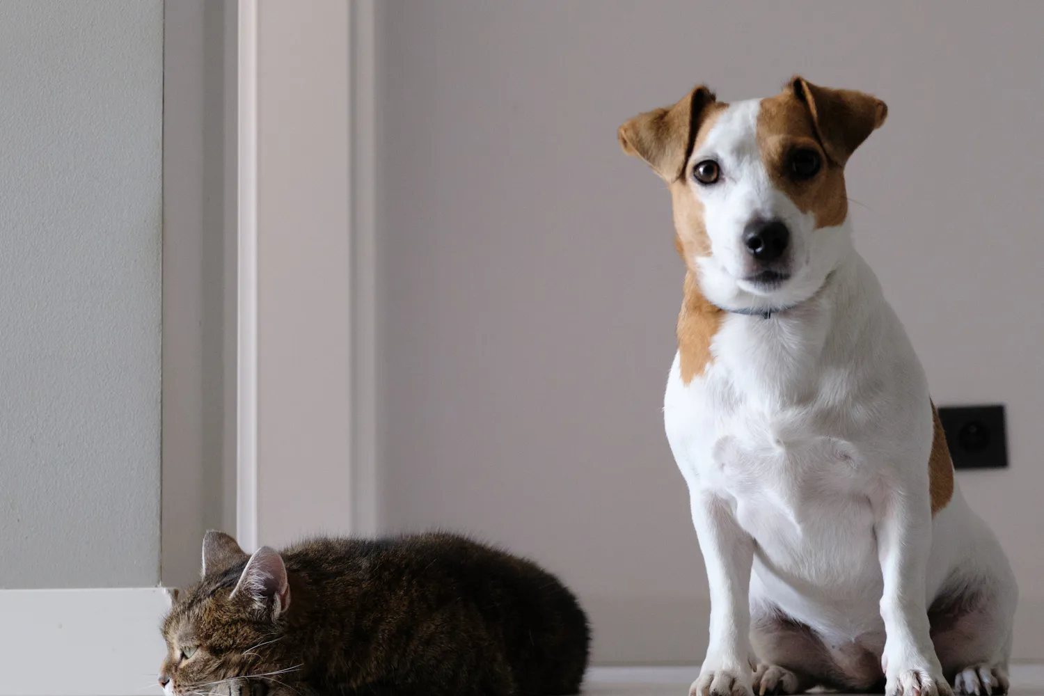 A Jack Russell terrier sitting beside a sleeping cat