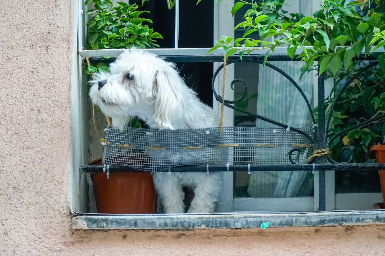 A white dog looking out of an open window