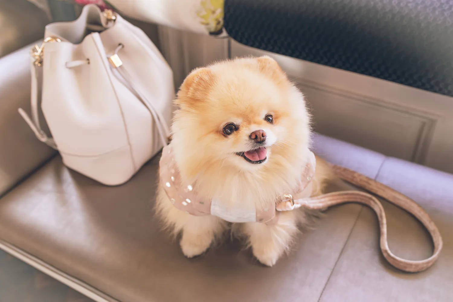 A fluffy Pomeranian sitting next to a tote bag
