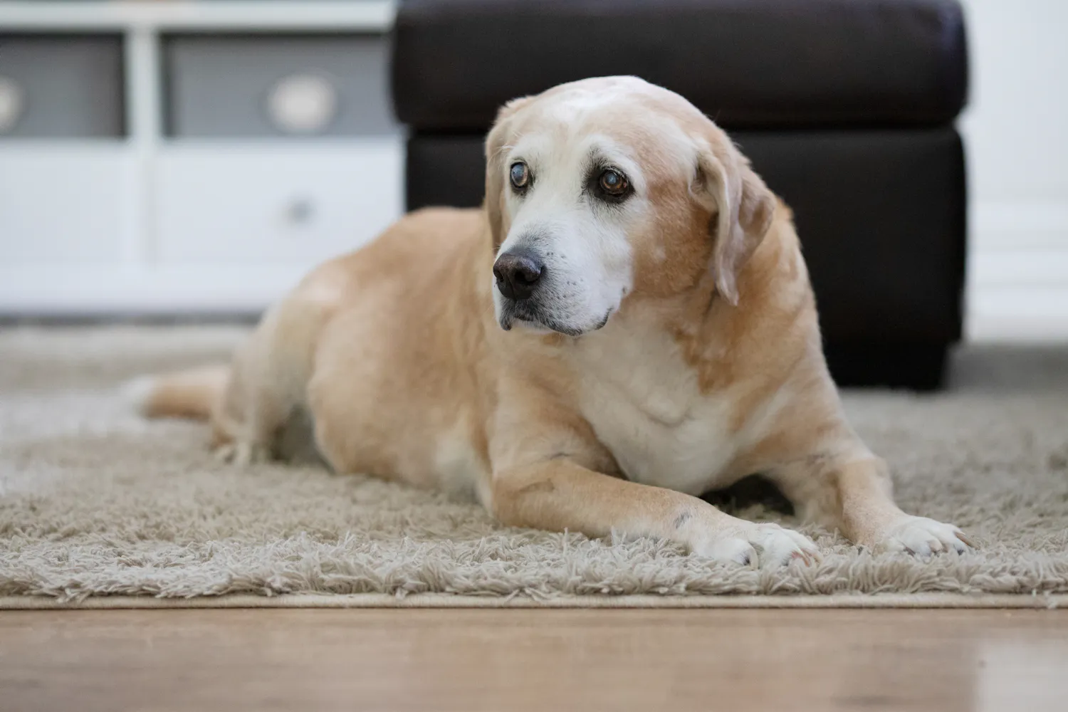 A senior yellow Labrador lying on a rug
