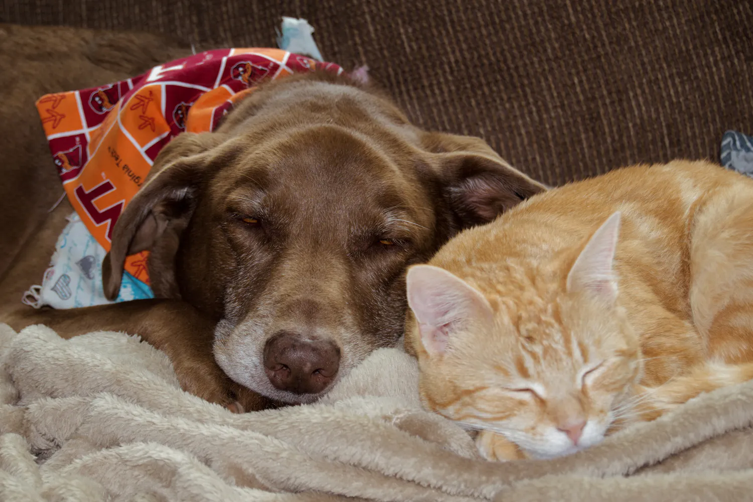A senior dog and an orange cat sleeping side by side