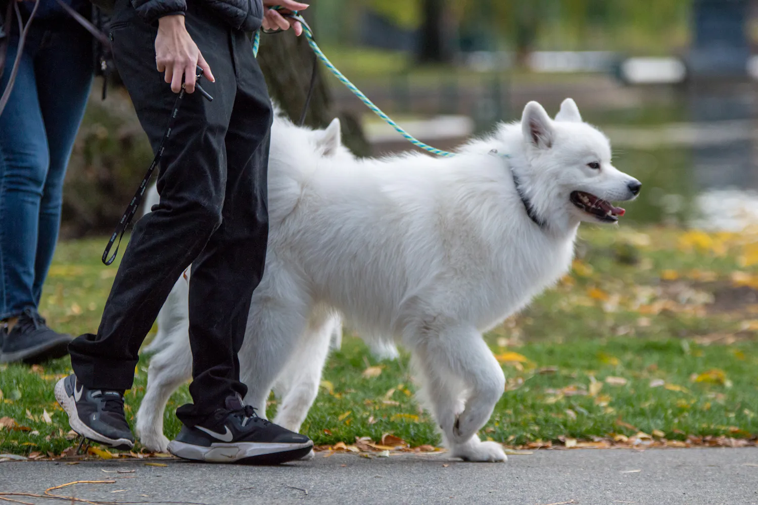A white fluffy dog on a walk with volunteers