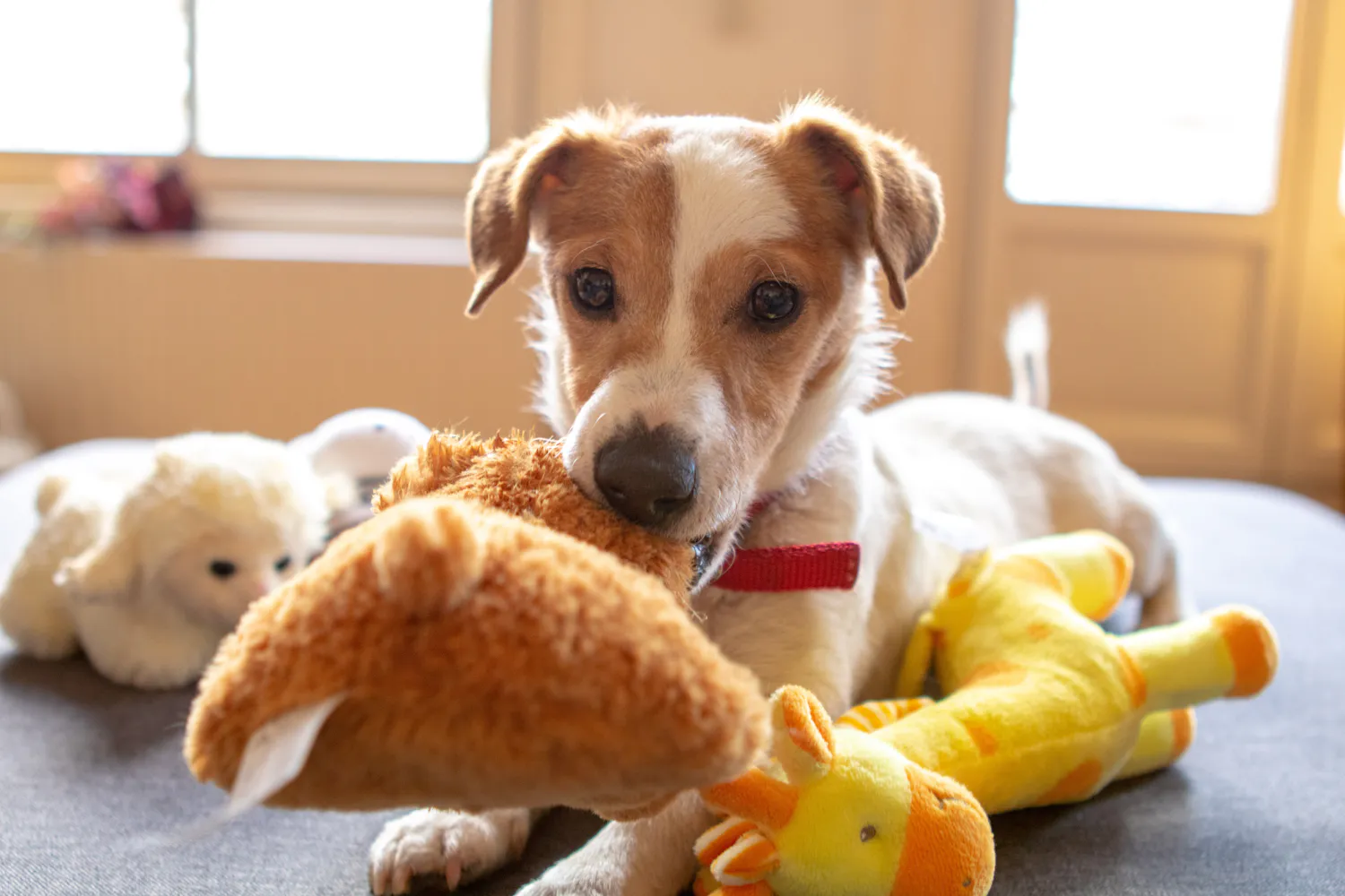 A dog surrounded by plush toys