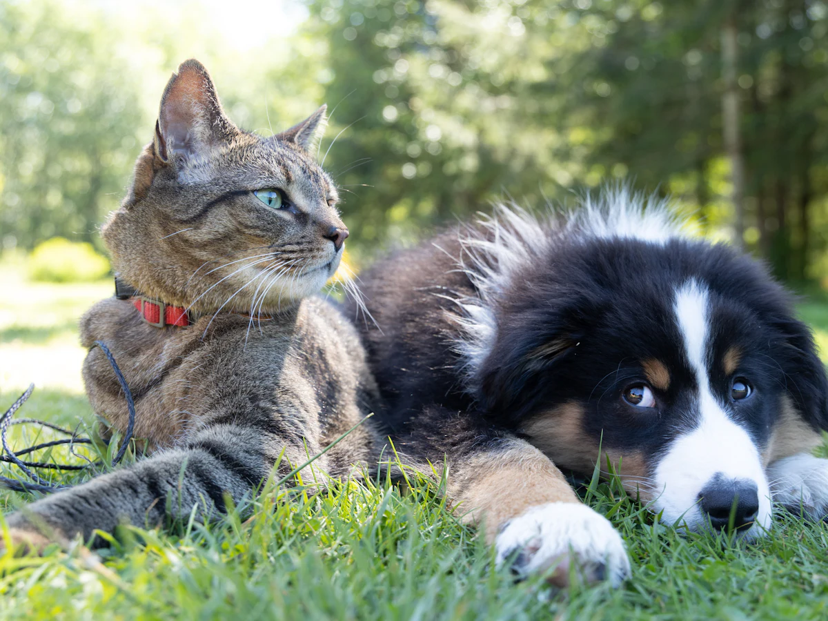 A tabby cat and a black and white puppy lying in the grass