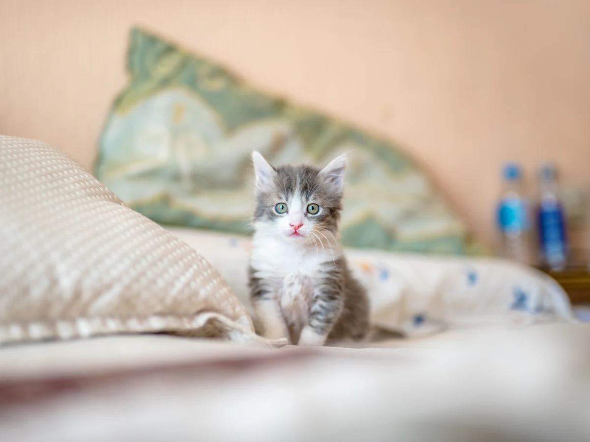 A tiny gray and white kitten sitting on a bed