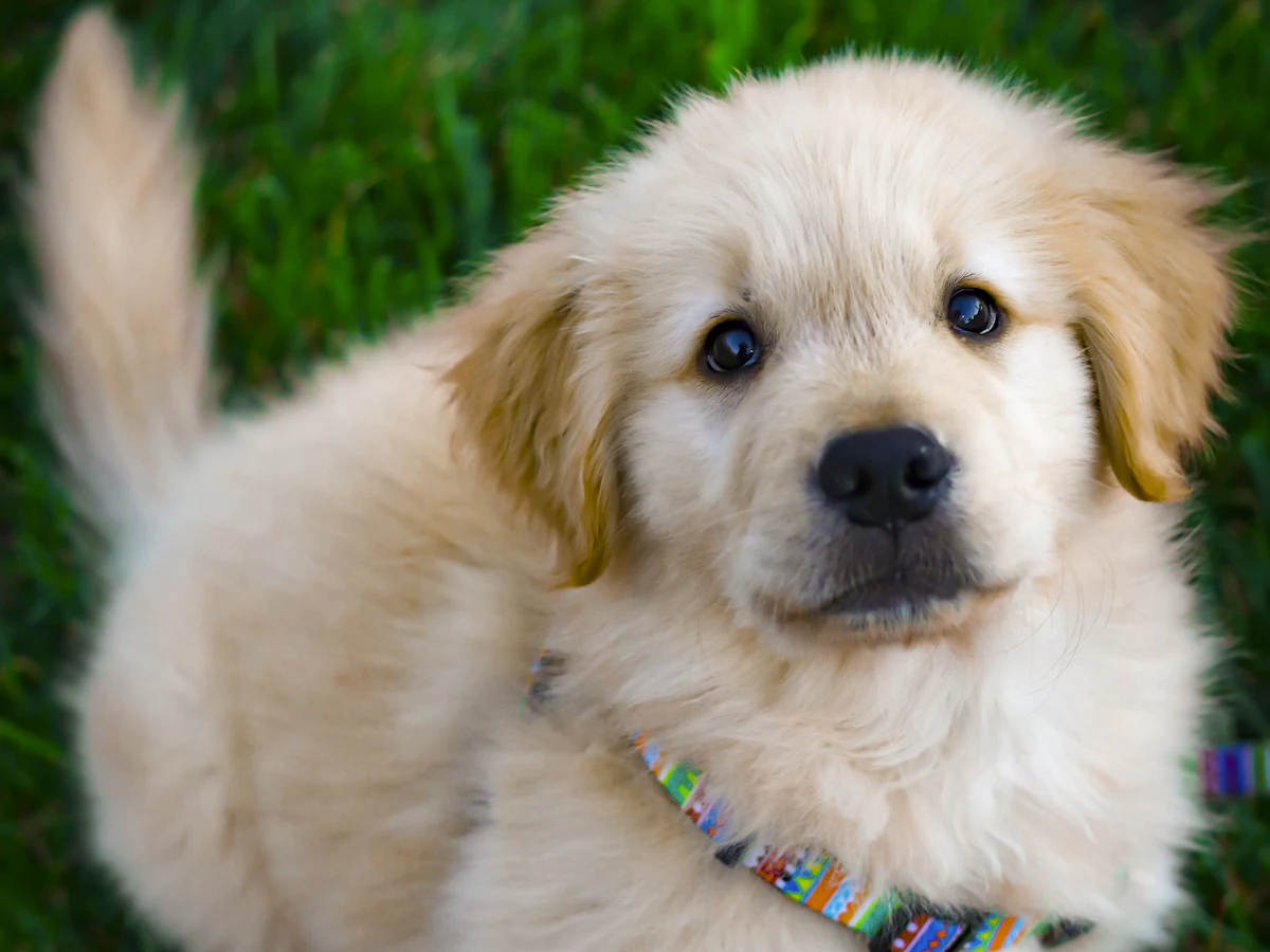 A fluffy golden puppy playing in the grass
