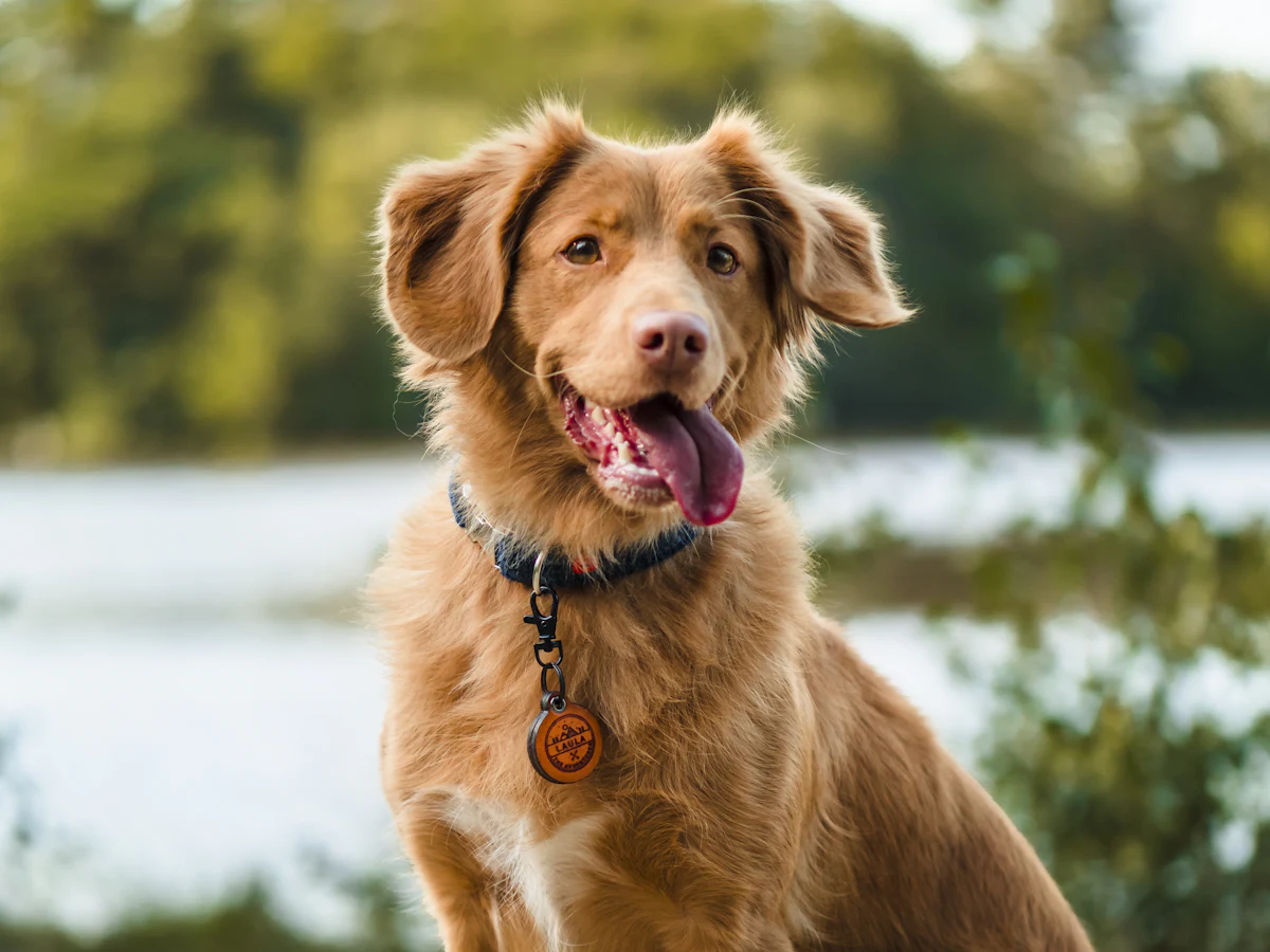 A happy golden dog with a blue collar by a lake
