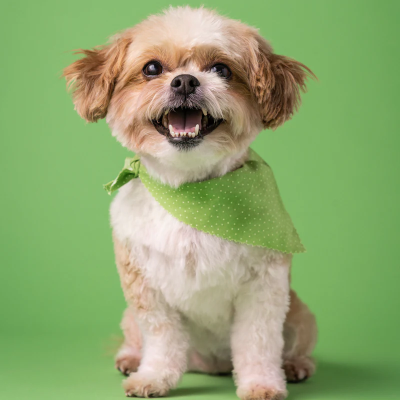 A small dog wearing a green bandana