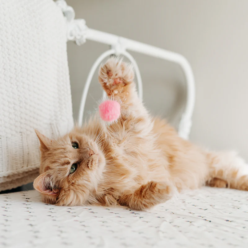 An orange cat playing with a pink pom-pom toy
