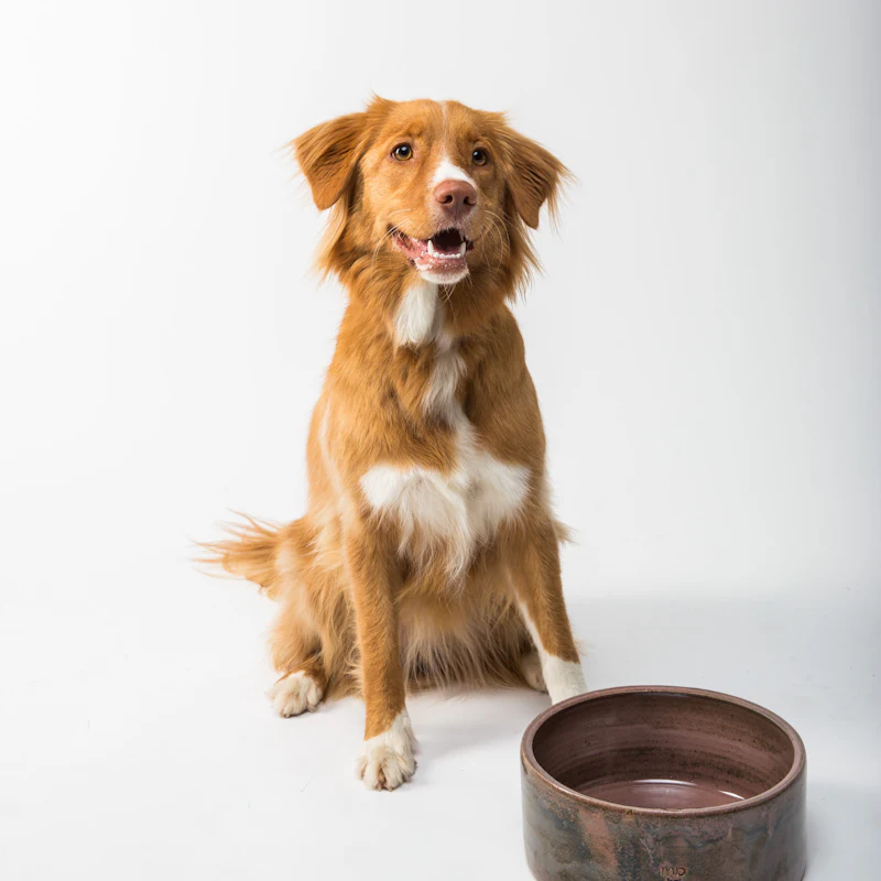 A red dog sitting next to a ceramic bowl
