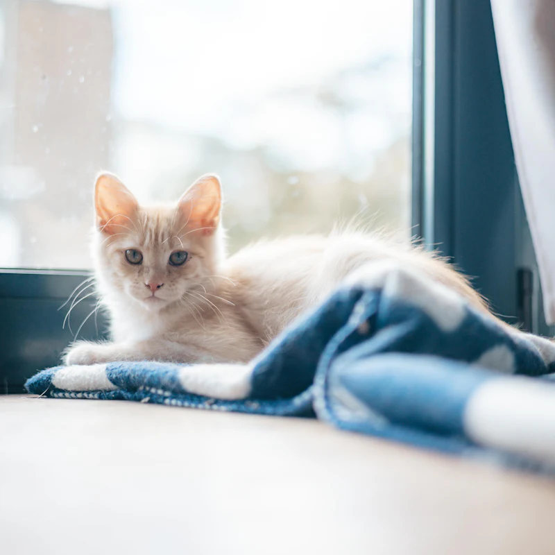 An orange kitten resting on a blue blanket