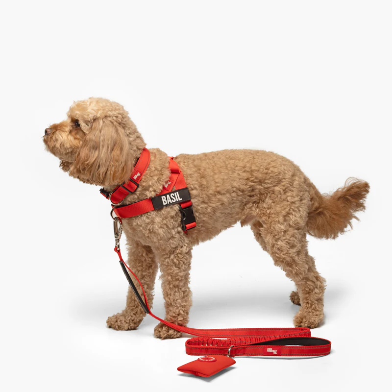 A curly-haired dog wearing a red harness and leash