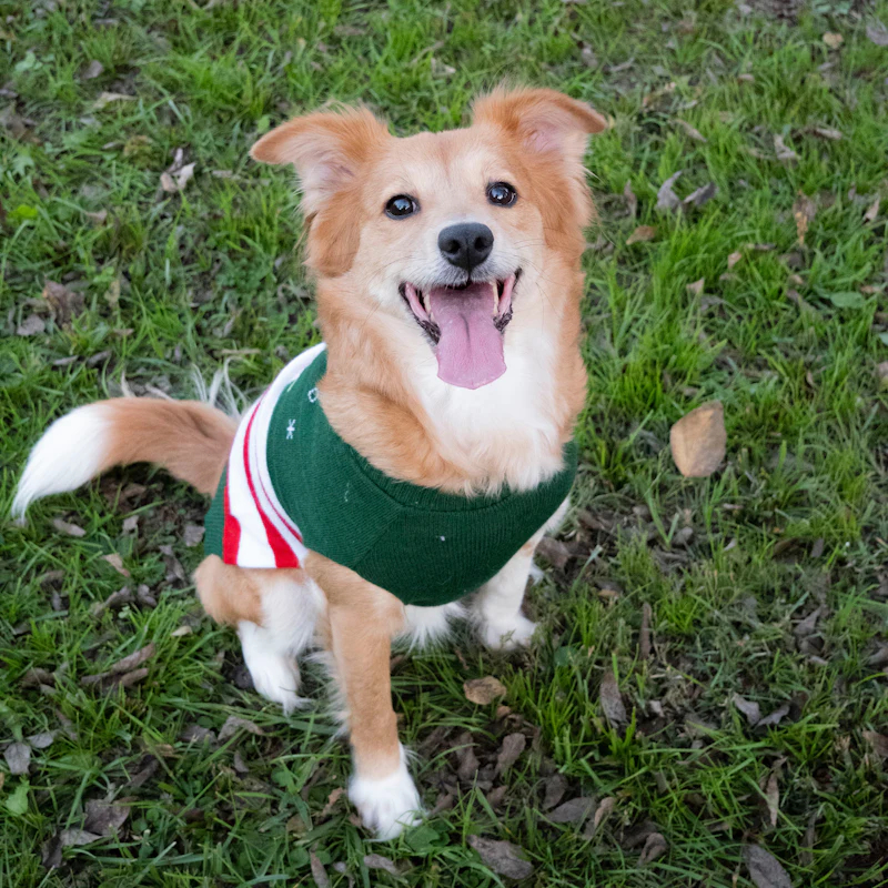A happy dog wearing a green knit sweater
