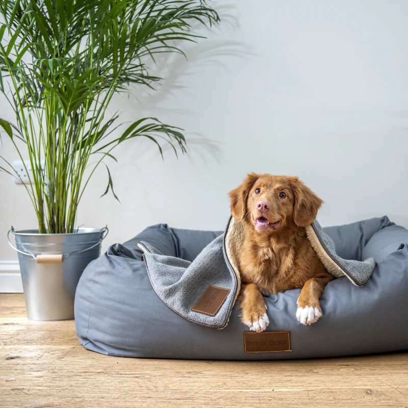 A red dog relaxing in a gray bolster bed