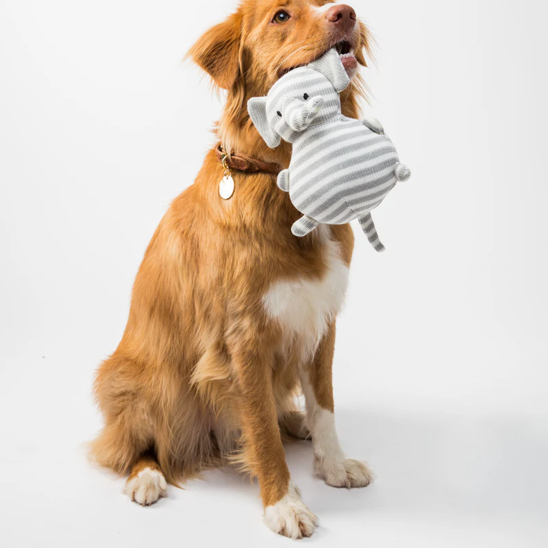 A golden dog holding a gray plush elephant toy