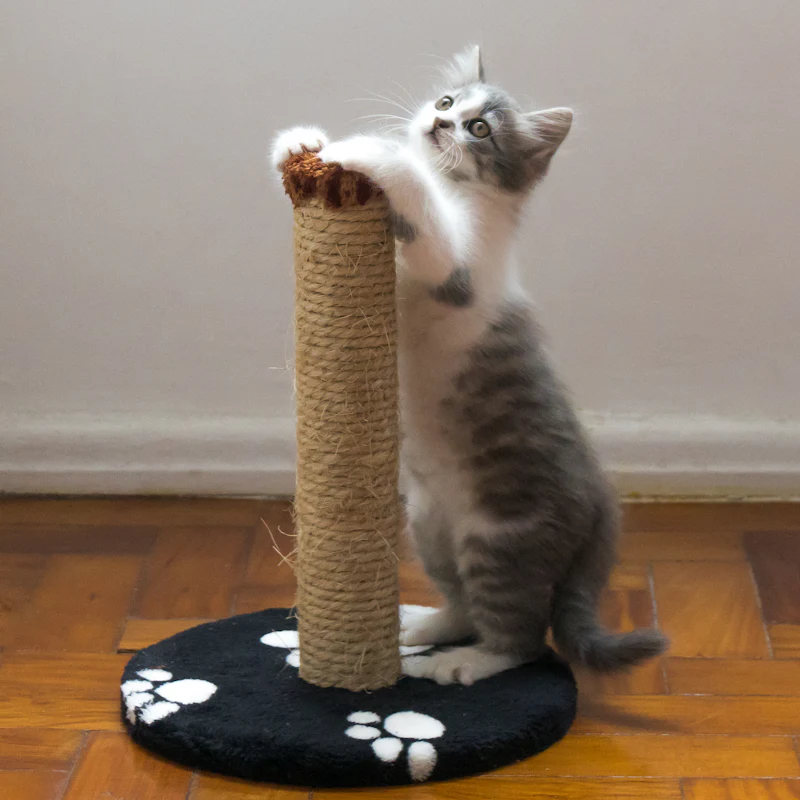 A gray kitten climbing a sisal scratching post