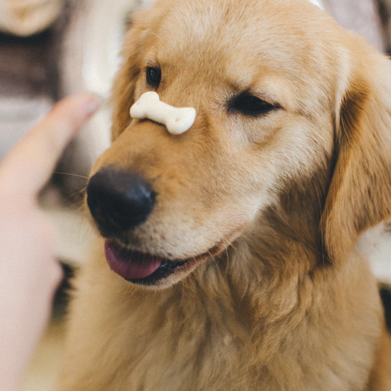 A golden retriever balancing a treat on its nose