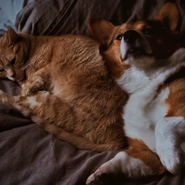 A corgi and a tabby cat napping together