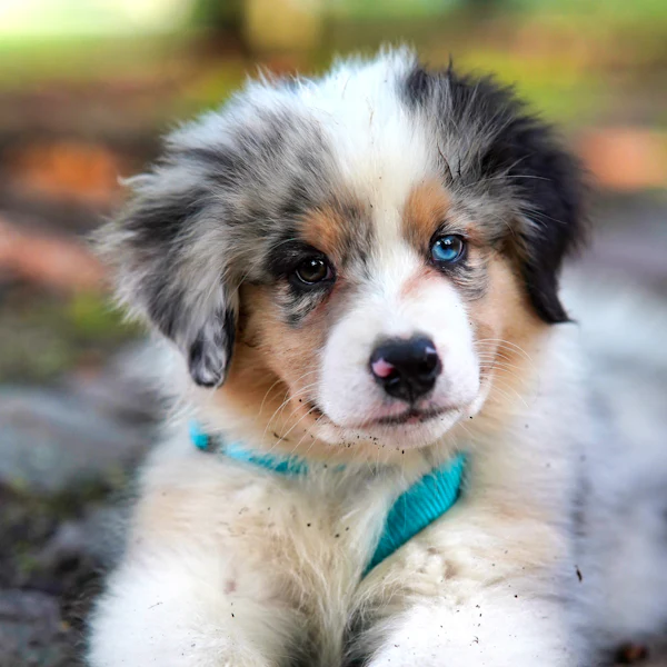 An Australian shepherd puppy with a blue collar