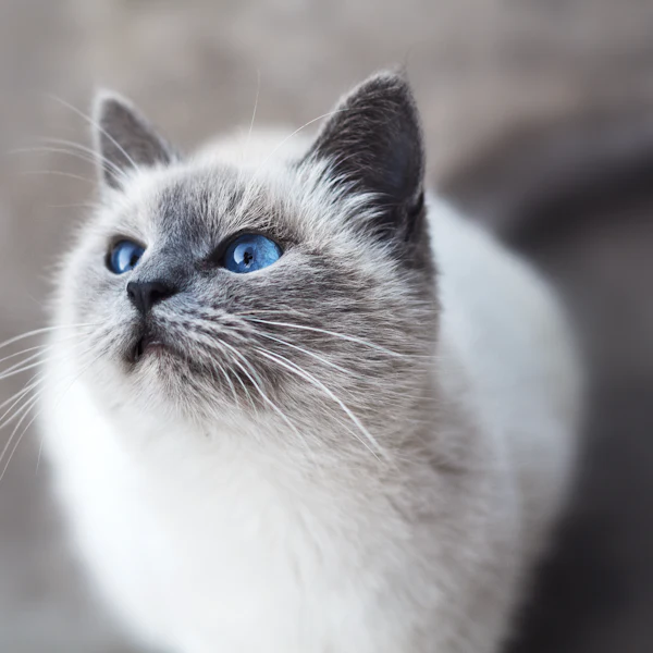 A fluffy white and gray cat with blue eyes looking up