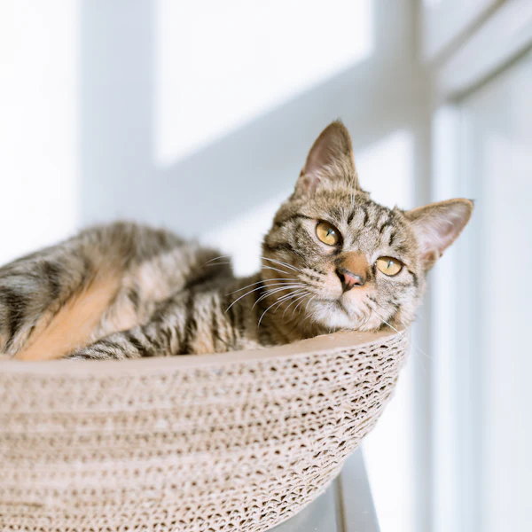 A tabby cat resting in a basket by a sunny window
